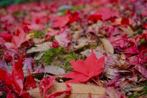 紅葉 紅葉の写真