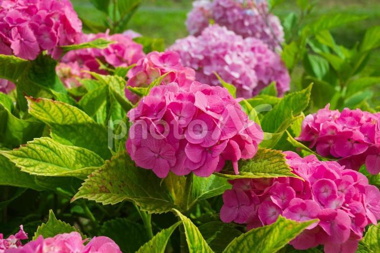 旧中川河川敷のアジサイ 紫陽花,旧中川水辺公園,旧中川河川敷の写真素材