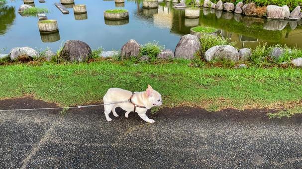 ひょうたん島公園を散歩するフレブル ひょうたん島公園を散歩するフレブル ひょうたん島公園,犬,フレンチブルドッグの写真素材