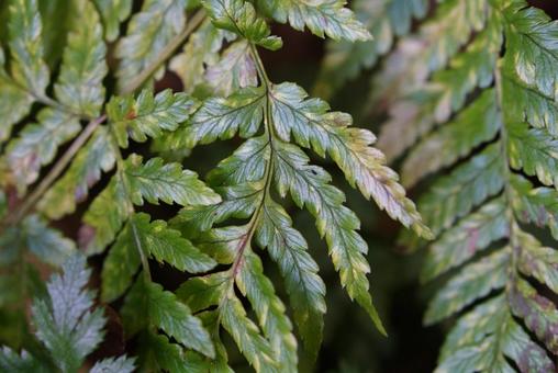 グラデーションが美しいシダ類の写真