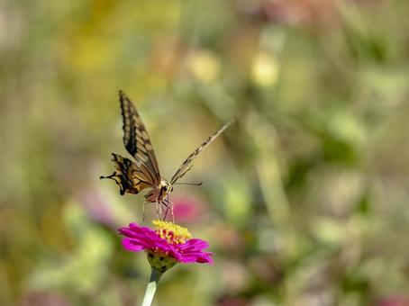 秋の風に揺れる花とアゲハの午後 秋の風に揺れる花とアゲハの午後 アゲハチョウ,蝶,昆虫の写真素材