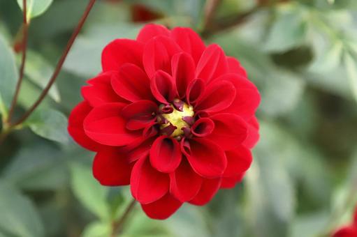 ダリヤの花 ダリヤの花の写真