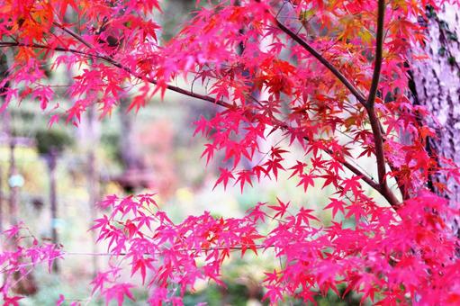 真っ赤に染まったモミジ 紅葉,秋,もみじの写真素材