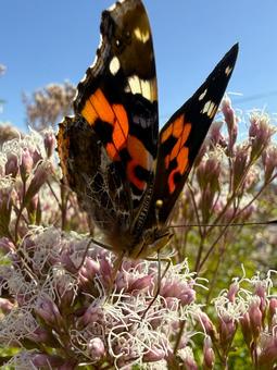 フジバカマとアカタテハチョウの写真