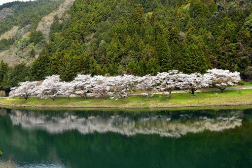 サクラ 水鏡 サクラ 水鏡の写真