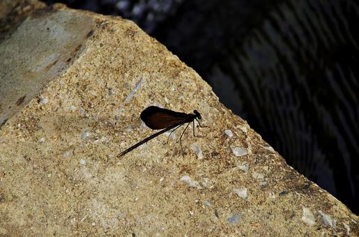 川辺のハグロトンボ ハグロトンボ,羽黒蜻蛉,ホソホソトンボの写真素材