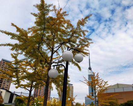 紅葉 福岡,百道浜,秋の写真素材