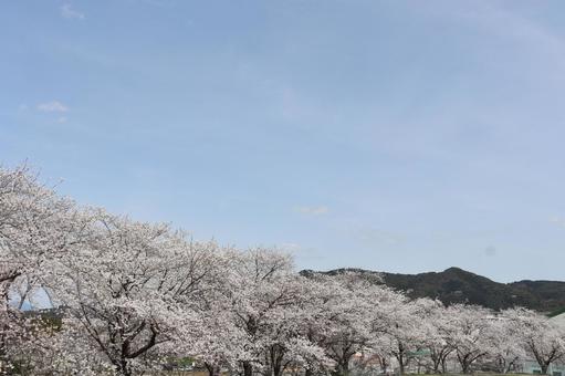 さくら さくらの写真