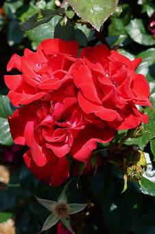 荒牧バラ園688　グルースアンバイエルン 兵庫県,荒牧バラ園,バラの写真素材