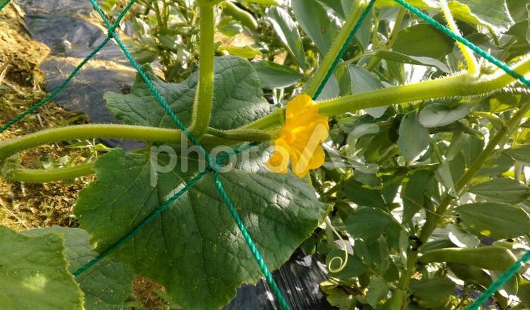 キュウリの花 キュウリ,胡瓜,栽培の写真素材