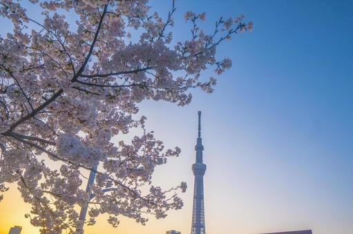 Cherry blossoms and Tokyo Skytree bathed in the morning glow, JPG Cherry blossoms and Tokyo Skytree bathed in the morning glow, JPG