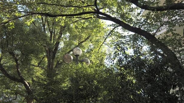 木々に囲まれて 木々に囲まれて 木,公園,緑の写真素材