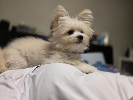 眺める子犬 眺める子犬 犬,ペット,小型犬の写真素材