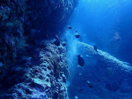 アマミスズメダイ アマミスズメダイ,魚の群れ,サンゴ礁の写真素材