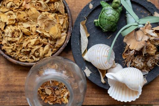 インテリア｜植物と貝殻を飾ったカフェ インテリア,雑貨,置物の写真素材