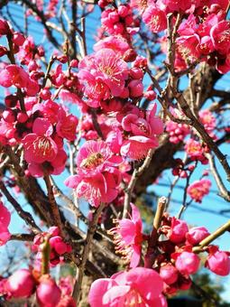 春の訪れを知らせる紅梅とミツバチ 梅,紅梅,花の写真素材
