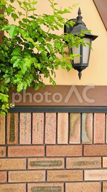 常緑樹と煉瓦壁 植え込み,植物,枝の写真素材