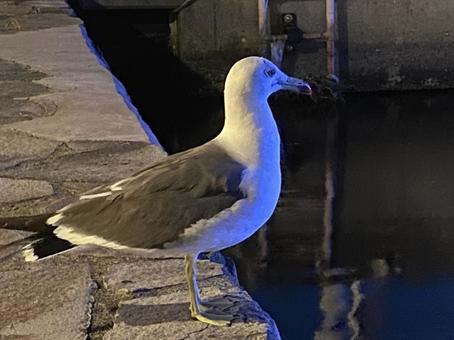 可愛いウミネコ 可愛いウミネコの写真