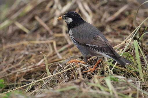 ムクドリ ムクドリ ムクドリ,鳥,野鳥の写真素材
