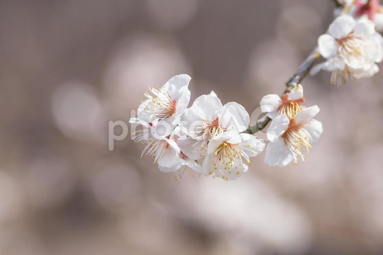 梅林の梅の花 梅,梅林,花の写真素材