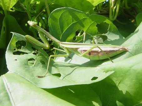 カマキリ カマキリの写真
