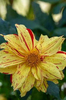 カラフルダリア ダリア,花,マクロの写真素材