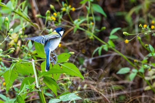 シジュウカラ(109)の写真