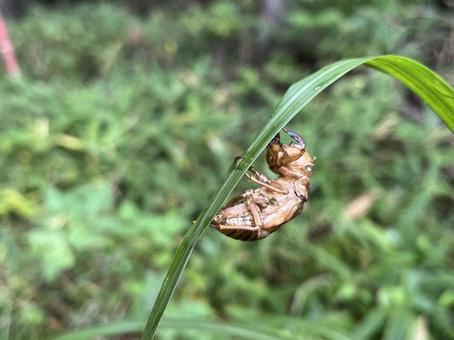 セミの抜け殻 セミの抜け殻の写真