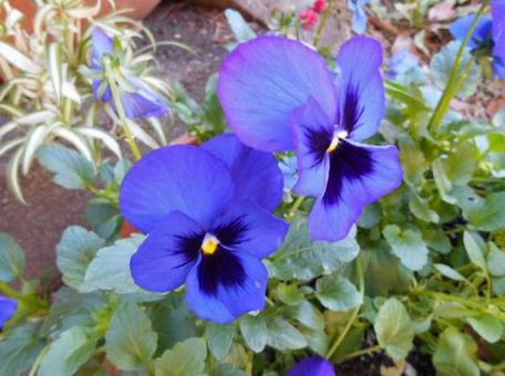 パンジーの花 パンジーの花の写真