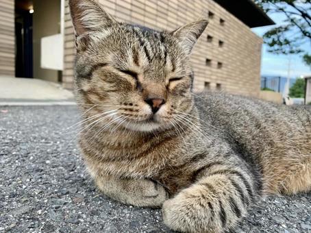 お昼寝してる野良猫 お昼寝してる野良猫の写真