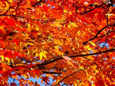 紅葉_006 自然,風景,紅葉の写真素材