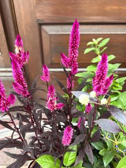 秋の寄せ植えの写真