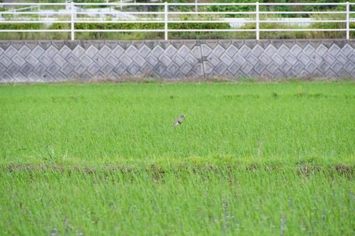 水田の風景 水田の風景の写真