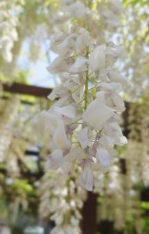 藤の花02 藤の花02の写真
