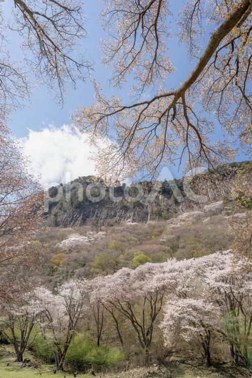 奈良 - 【曽爾村　屏風岩公苑の桜】　 奈良,宇陀,曽爾村の写真素材