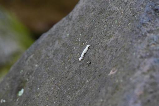 細長い幼虫の写真04 幼虫,虫,昆虫の写真素材