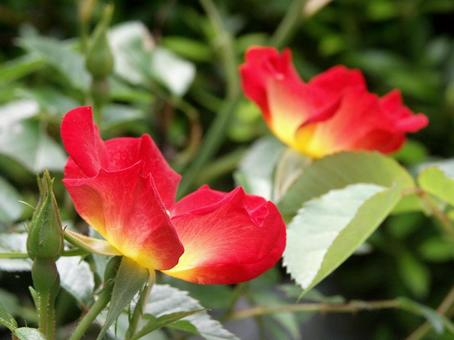 バラ・薔薇 カクテル バラ・薔薇 カクテル カクテル,cocktail,マクロの写真素材