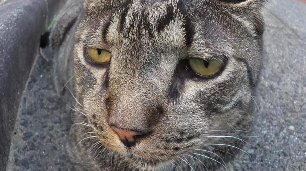 もふもふな猫様の可愛い夕涼み 魚眼風 もふもふな猫様の可愛い夕涼み 魚眼風の写真