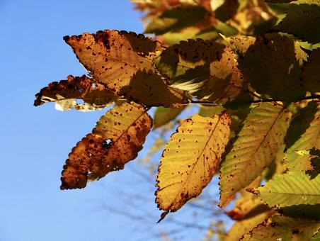 空と枯れ葉 3 空と枯れ葉 3 枯れ葉,紅葉,葉っぱの写真素材