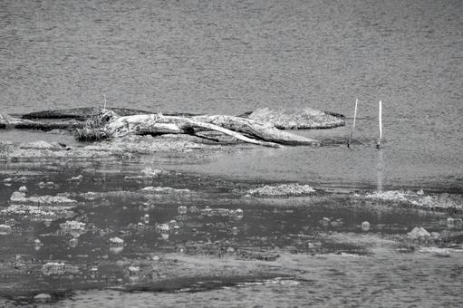 流木のある静かな浅瀬 流木のある静かな浅瀬 流木,浅瀬,日本海の写真素材