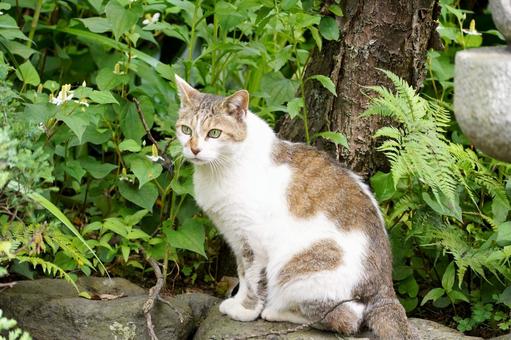 草むらでくつろぐ猫 草むらでくつろぐ猫 猫,ネコ,動物の写真素材