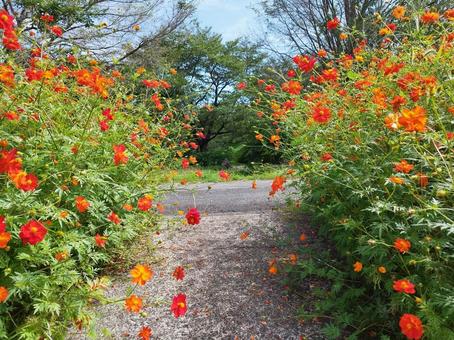 オレンジ色のキバナコスモスと小道 オレンジ色のキバナコスモスと小道 自然,花,キバナコスモスの写真素材