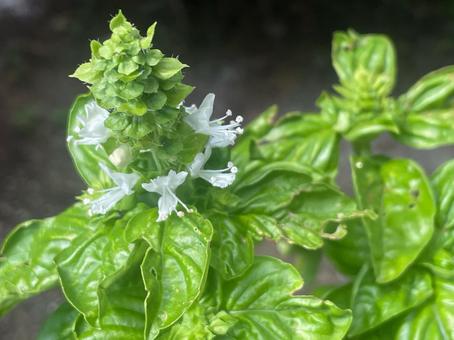 バジル 花 ハーブ 夏 摘み取る 白 バジル 花 ハーブ 夏 摘み取る 白の写真