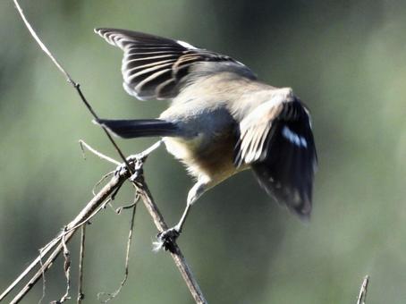 飛び立つモズの写真