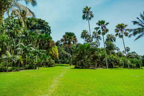 【シンガポール】植物園オーキッドガーデン ナショナル,オーキッドガーデン,植物園の写真素材