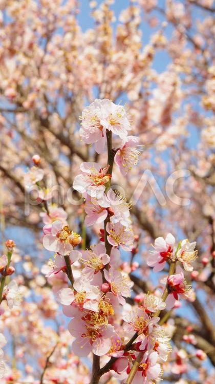 梅の花と枝 梅の花,梅,ピンク色の写真素材