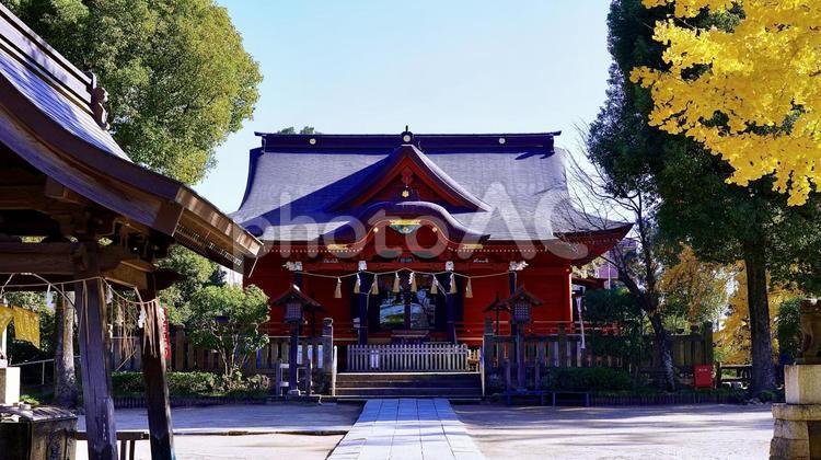 千葉県市原市の秋の飯香岡八幡宮 飯香岡八幡宮,千葉,市原の写真素材