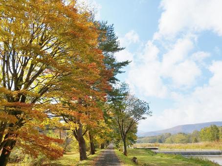 青い空に映える道と紅葉 自然,10月,11月の写真素材