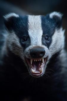 威嚇するアナグマの迫力ある顔 威嚇するアナグマの迫力ある顔の写真