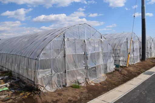 農業用ビニールハウス 茨城県 農業用ビニールハウス,農業用ハウス,農業ビニールハウスの写真素材